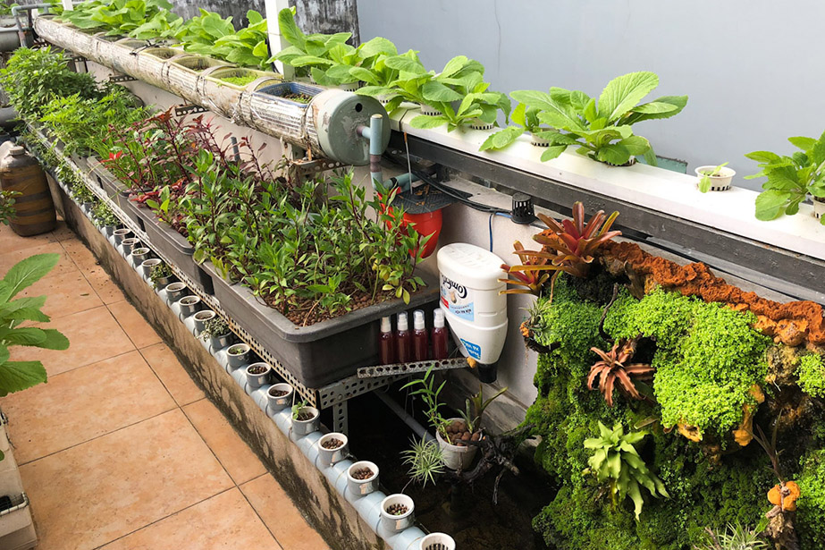 Tìm hiểu mô hình trồng raunuôi cá Aquaponics